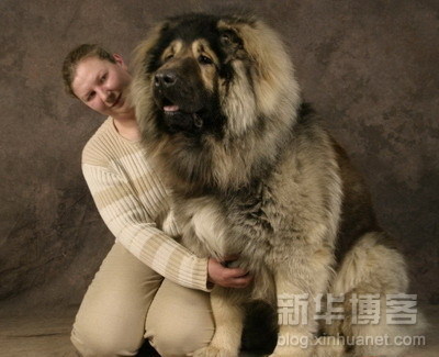 หมาที่ใหญ่ที่สุดในโลก